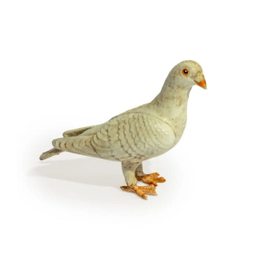 Pigeon on a white background