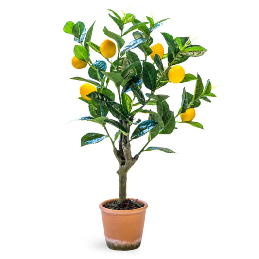Potted lemon tree with lemons on a white background