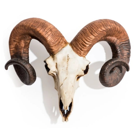 Skull with large curved horns on a white background