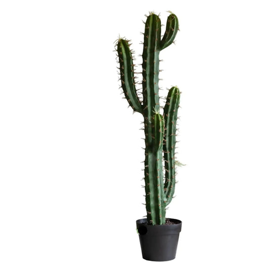 Potted cactus plant on a white background