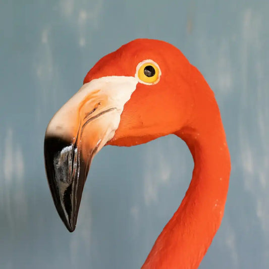Close-up of a flamingo's face with a beige background