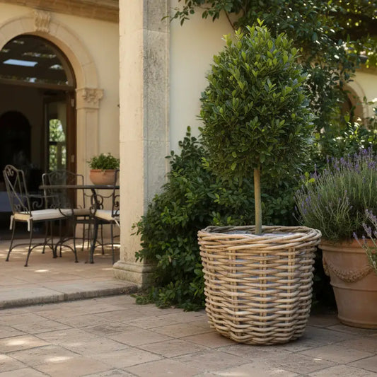 Potted plants in a courtyard with a stone patio and columns.