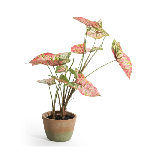 Potted plant with pink and green leaves on a white background