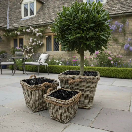 Decorative topiary tree in wicker baskets on a stone patio with a garden and house in the background.