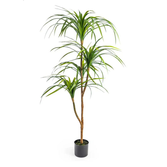 Potted plant with green leaves on a white background