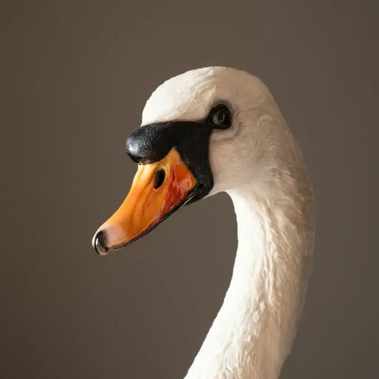 Close-up of a swan's head with a dark background