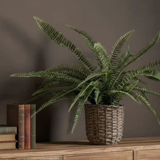 Potted fern plant on a wooden surface with books against a dark background