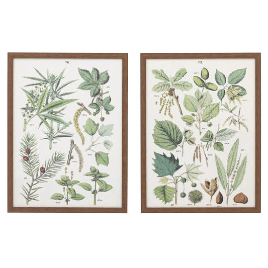 Set of 2 Botanical Illustration Framed Prints - The Farthing