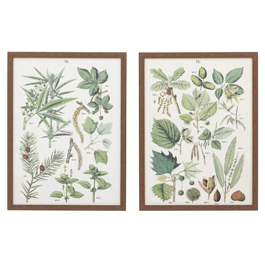 Set of 2 Botanical Illustration Framed Prints - The Farthing