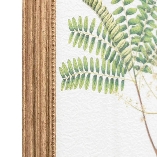 Set of 4 Gold Framed Fern Prints - The Farthing
