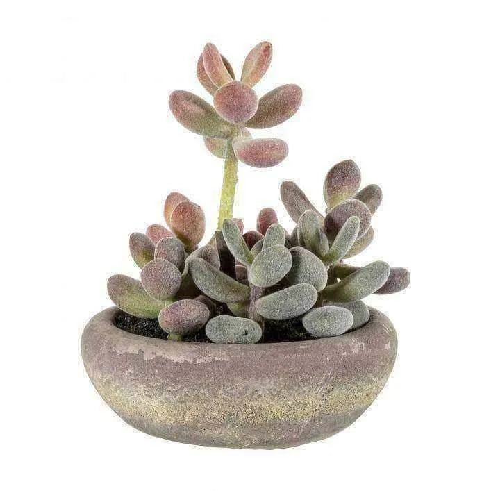 Artificial Graptoveria with Cement Bowl - The Farthing