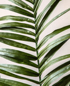 Artificial Green Kentia Palm Tree at the Farthing 