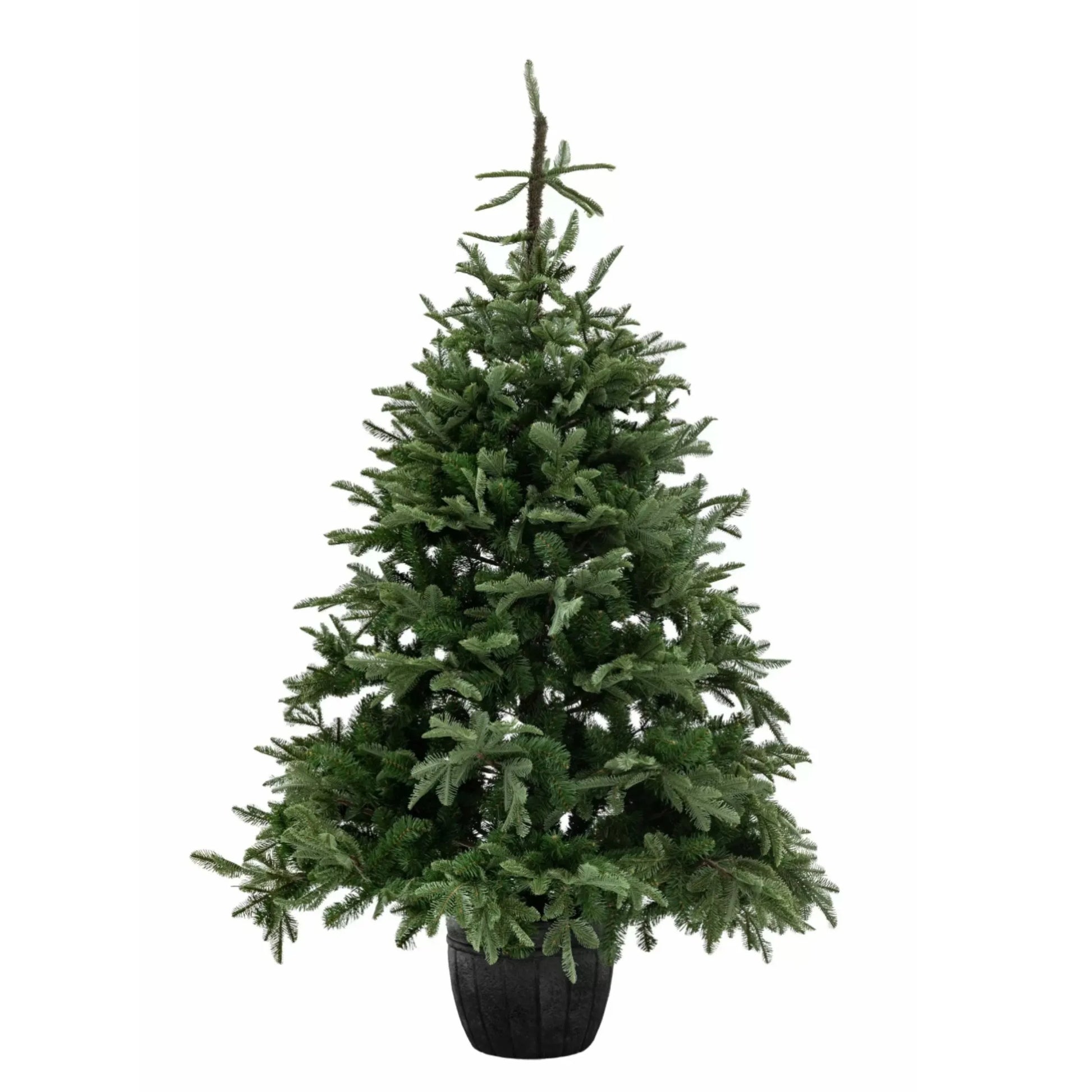 7ft Artificial Green Nordman Festive Tree