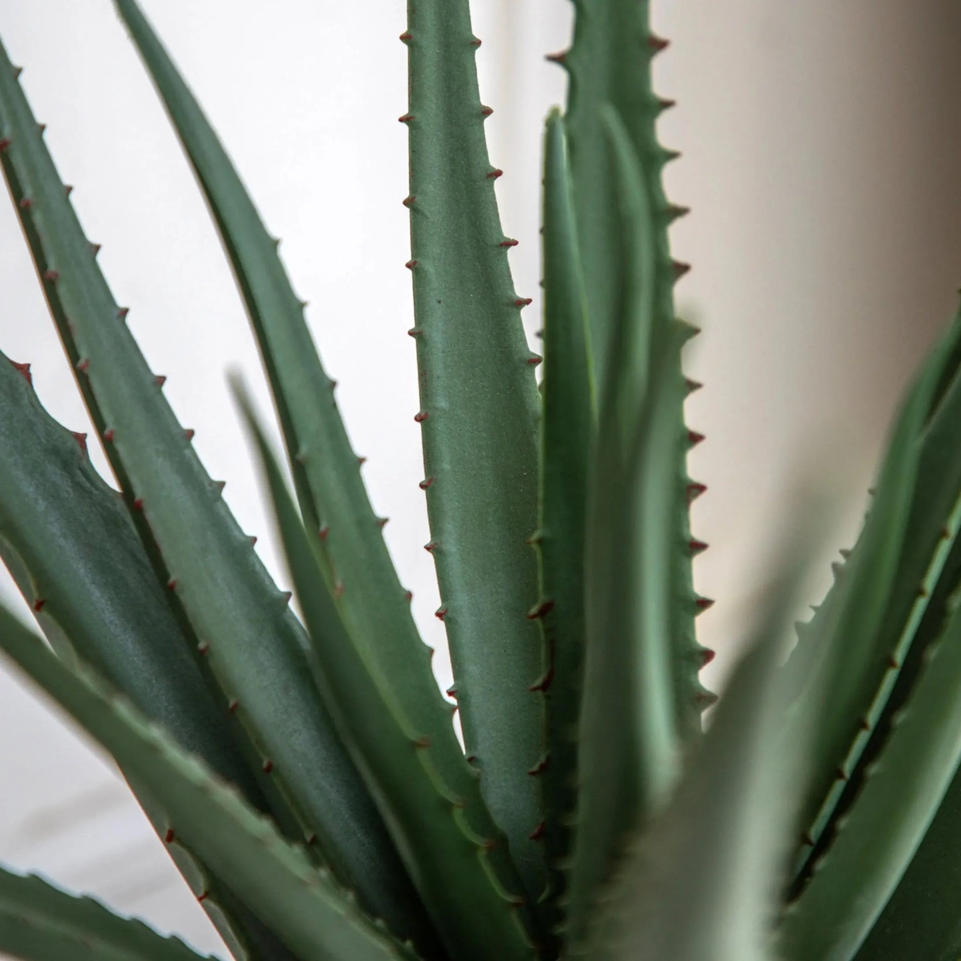 Artificial Aloe Vera in White Ceramic Pot 3