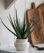 Artificial Aloe Vera in White Ceramic Pot