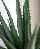 Artificial Aloe Vera in White Ceramic Pot 3