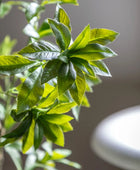 Artificial Green Japanese Andromeda Tree at the Farthing 