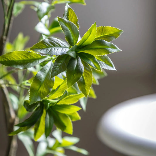 Artificial Green Japanese Andromeda Tree at the Farthing 