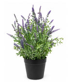 Potted plant with purple flowers on a white background