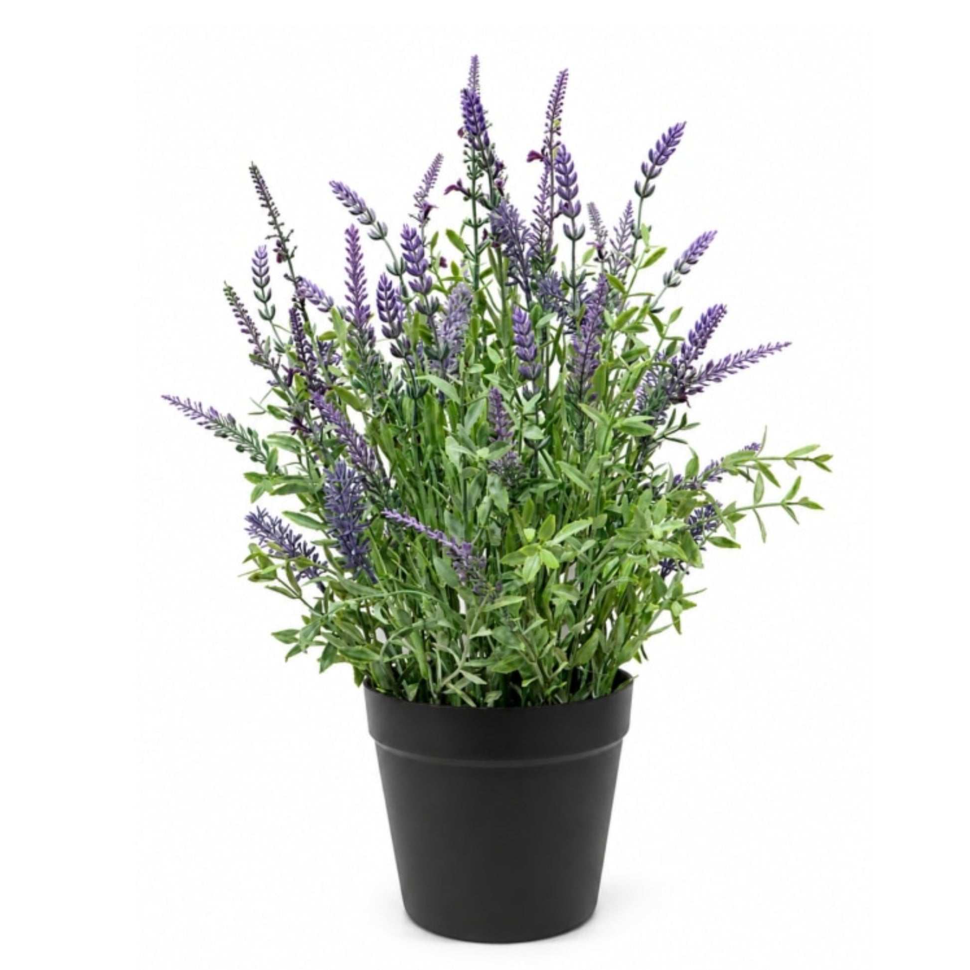 Potted plant with purple flowers on a white background
