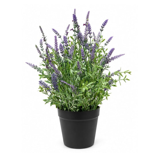 Potted plant with purple flowers on a white background