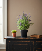 Potted plants on a wooden cabinet against a beige wall