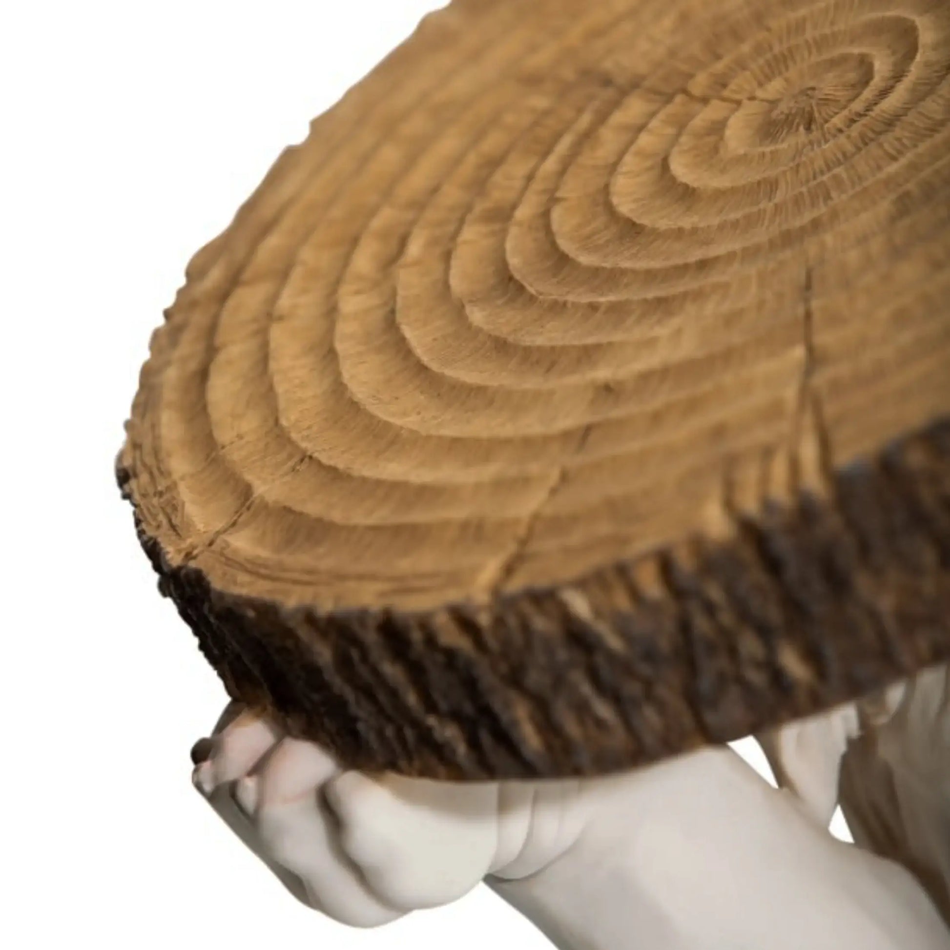 Wooden log held by a white hand on a white background