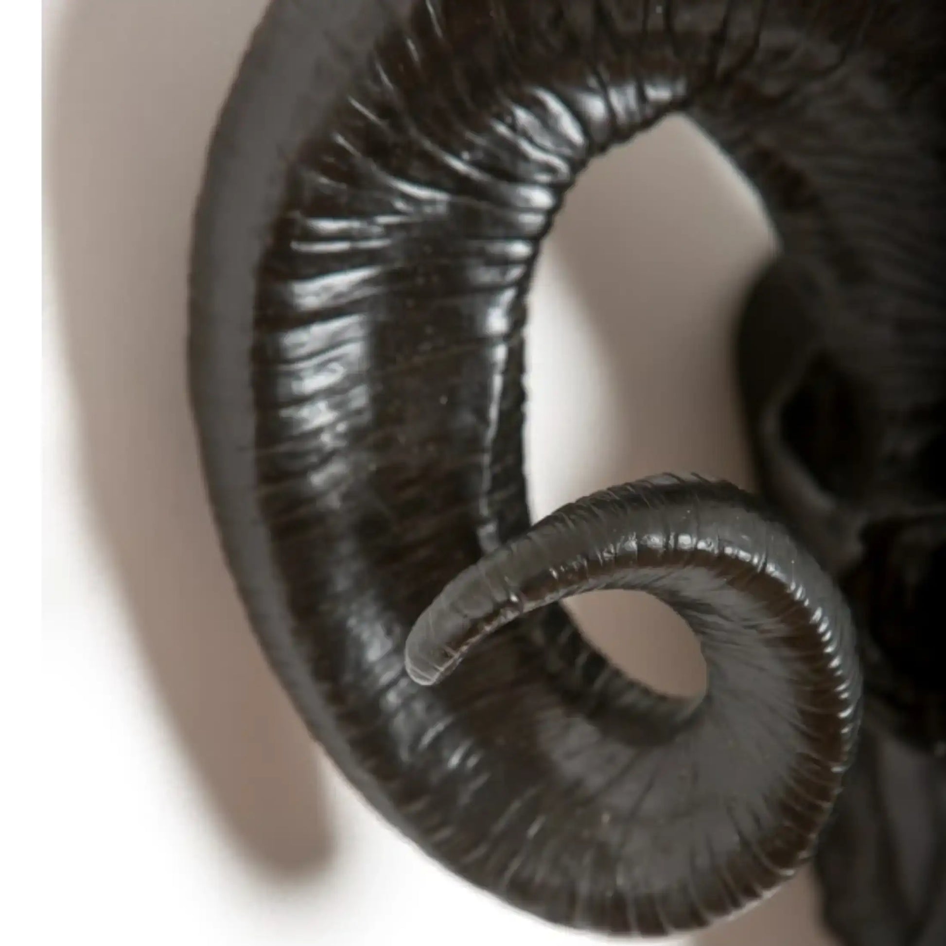 Close-up of a black ram's head sculpture on a white background