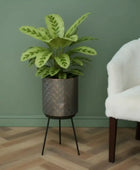 Potted plant on a stand next to a white chair against a green wall.