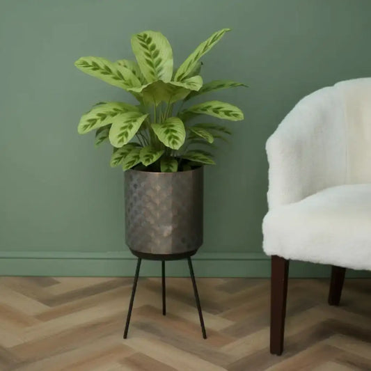 Potted plant on a stand next to a white chair against a green wall.