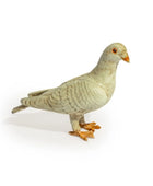 Pigeon on a white background