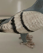 Close-up of a pigeon on a neutral background