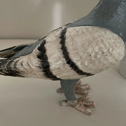 Close-up of a pigeon on a neutral background