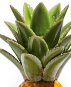 Potted succulent plant with green leaves on a white background
