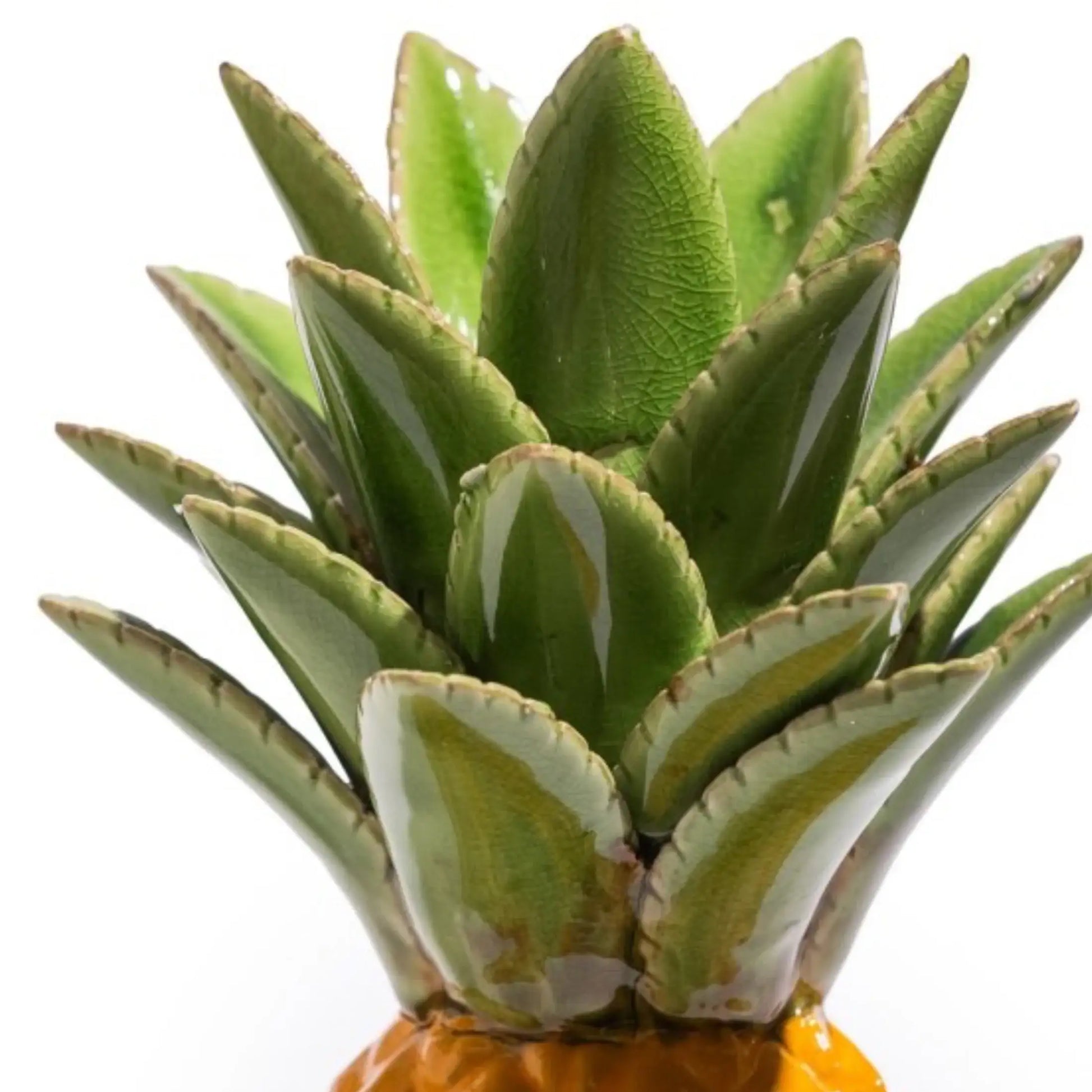 Potted succulent plant with green leaves on a white background