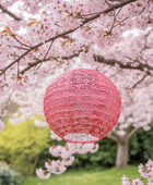Pink paper lantern hanging among cherry blossom trees