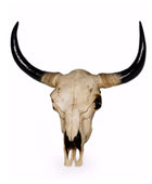 Bull skull with large horns on a white background
