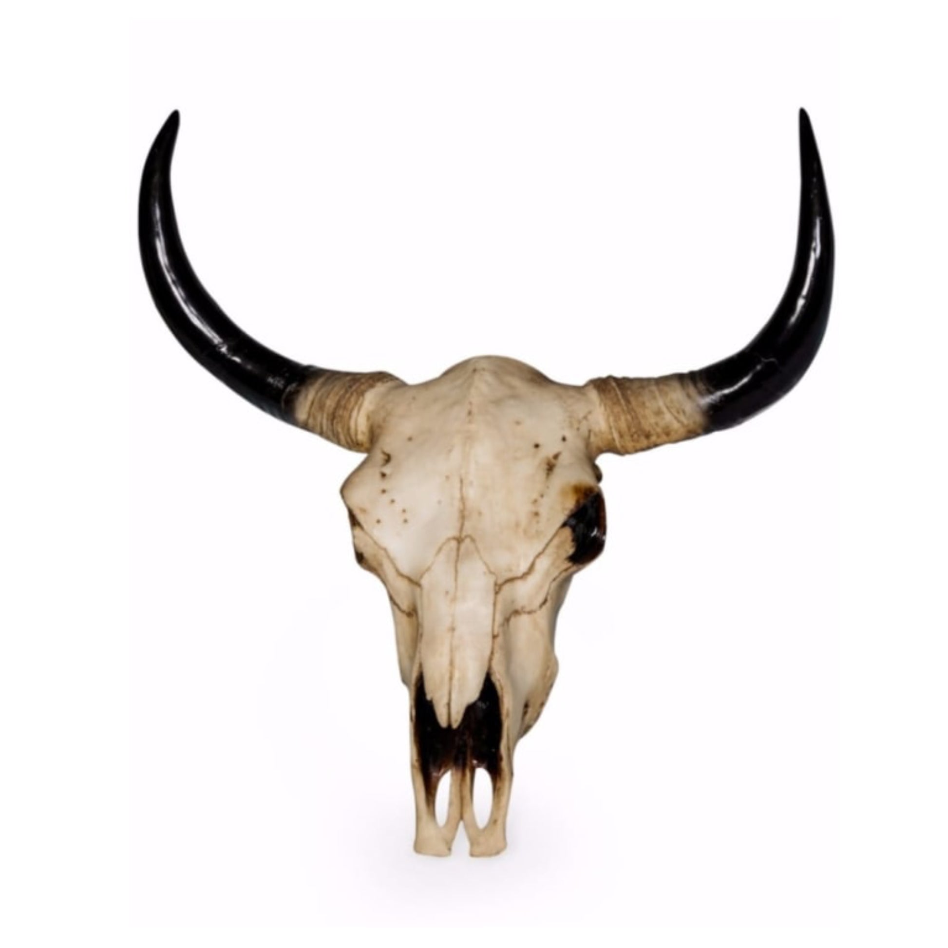 Bull skull with large horns on a white background