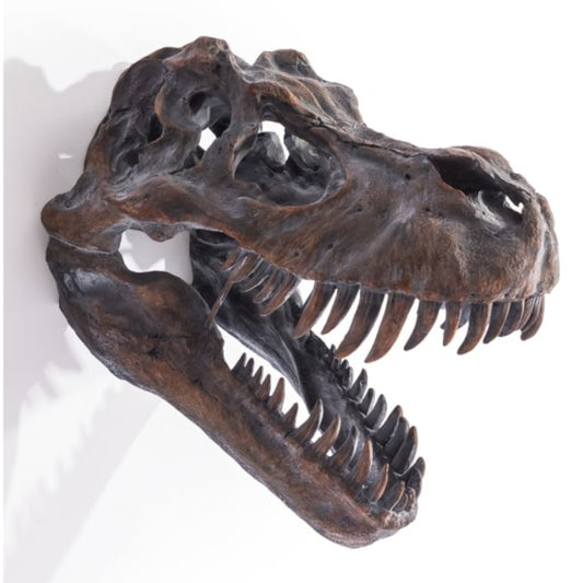 Dinosaur skull model on a white background