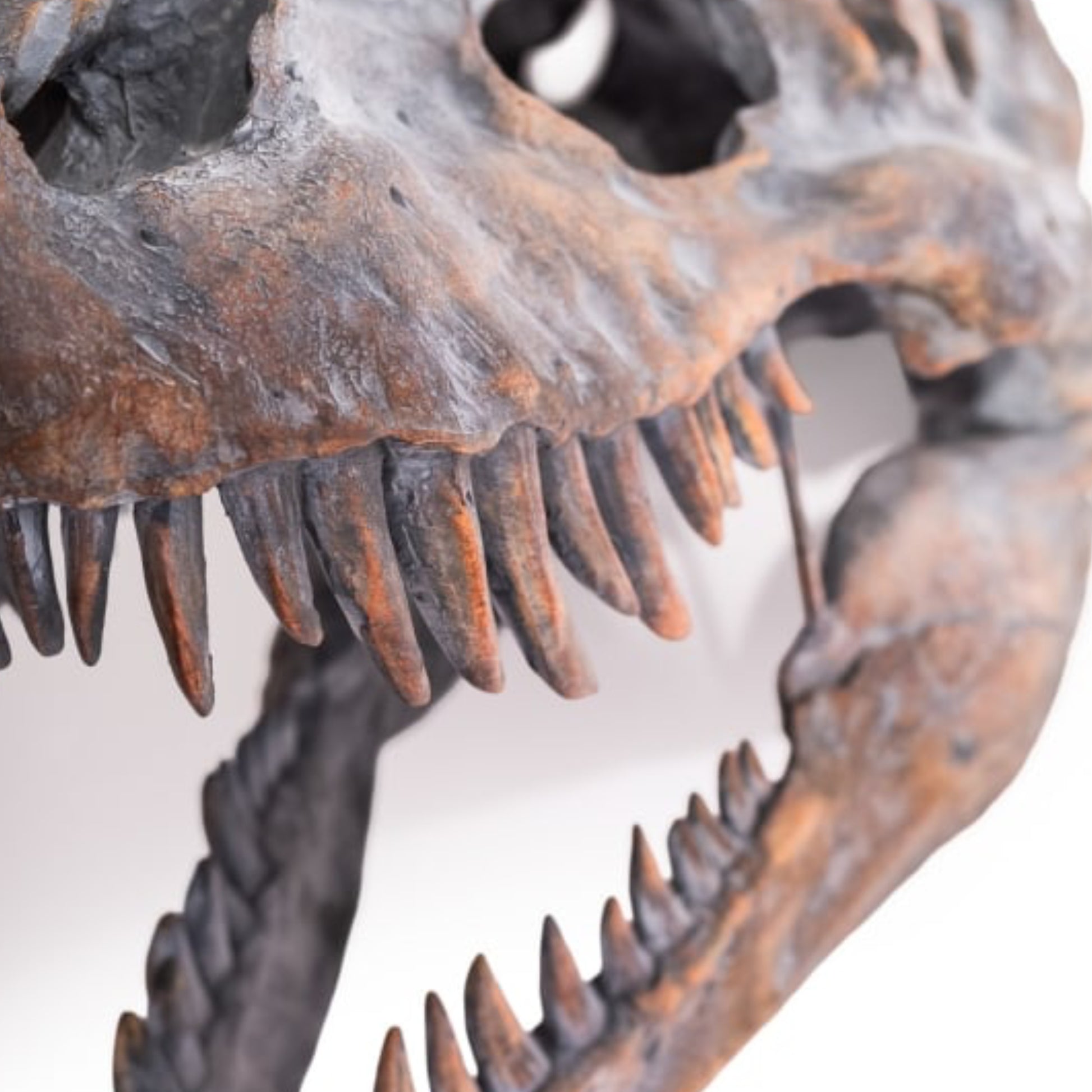 Close-up of a dinosaur skull with sharp teeth on a white background