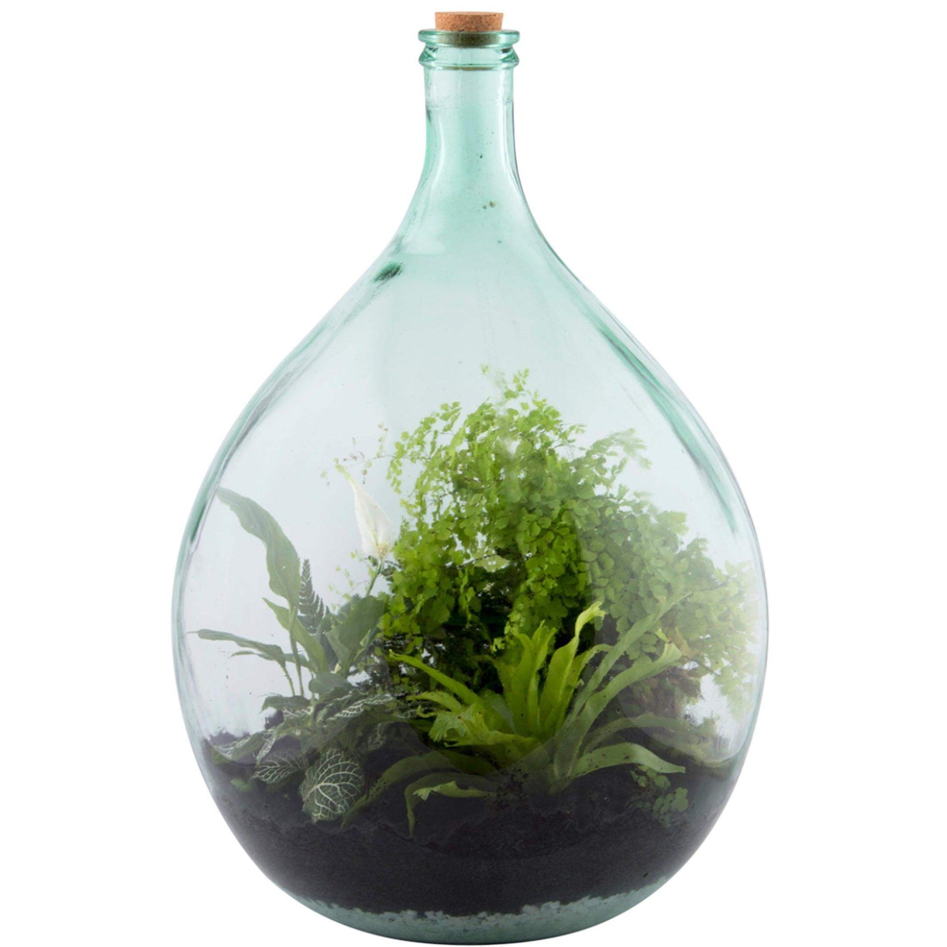 Extra Large Indoor Glass Bottle 55 Litre Plant Terrarium - The Farthing