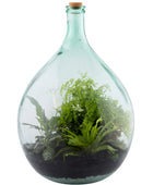 Extra Large Indoor Glass Bottle 55 Litre Plant Terrarium - The Farthing