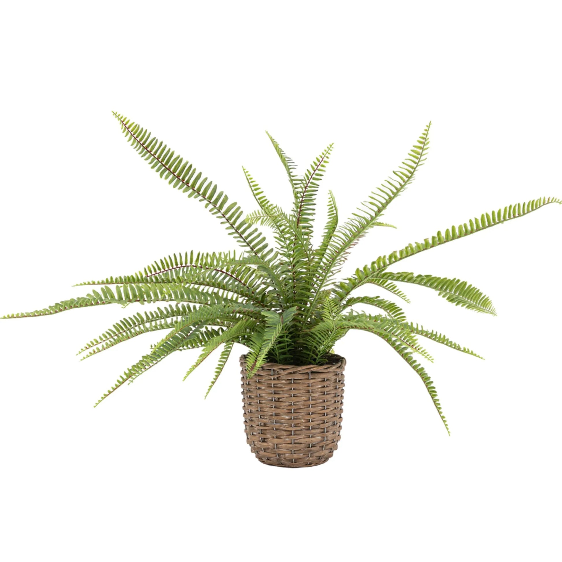 Faux Green Fern in Wicker Pot 1