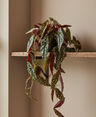 Potted plant with heart-shaped leaves on a wooden shelf against a beige wall.