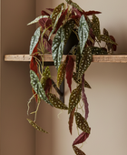 Hanging plant with green and red leaves on a wooden shelf against a neutral wall.