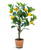 Potted lemon tree with lemons on a white background