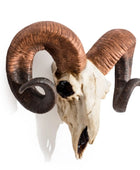 Skull with large curved horns on a white background