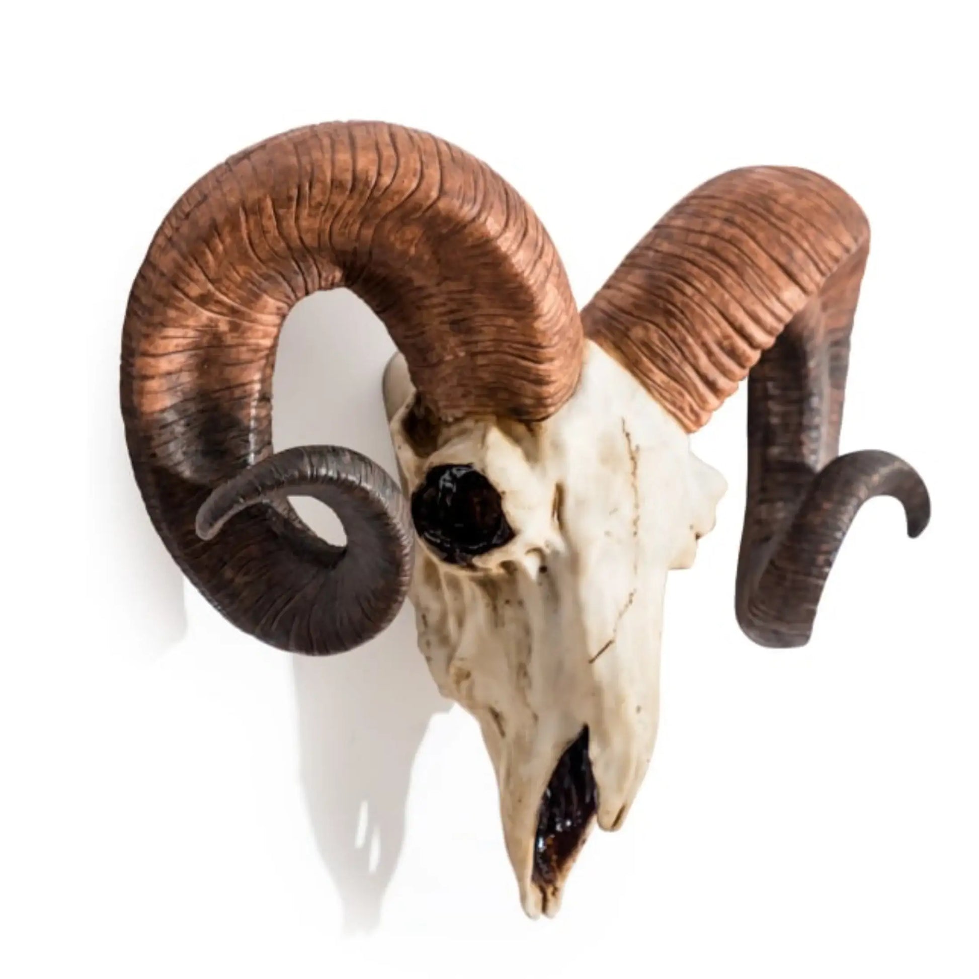 Skull with large curved horns on a white background
