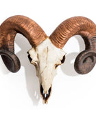 Skull with large curved horns on a white background
