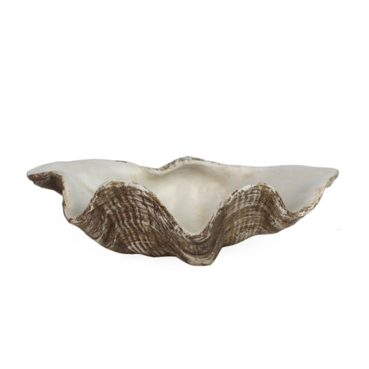 Decorative shell on a white background